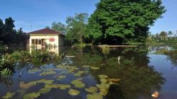 Banjir Rob Rendam Permukiman Warga di Padang Pariaman<