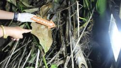 Kronologi Bidan Bunuh Bayi di Barito Utara, Melahirkan di Dapur lalu Sumpal dengan Pembalut