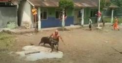 Babi Hutan Mengamuk akibat Kelaparan di Pemalang, 3 Warga Luka-Luka