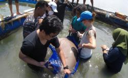 BKSDA Kalbar Lepasliarkan Dugong Tersangkut Jaring Nelayan di Perairan Kendawangan