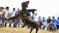 Bubarkan Sabung Ayam di Pasaman Barat, Polisi Sita Ember hingga Jam Dinding