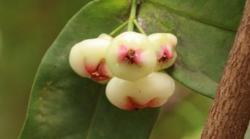 6 Manfaat Jambu Air Putih, Tingkatkan Kekebalan Tubuh hingga Cegah Infeksi