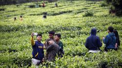 Libur Akhir Pekan, Kawasan Puncak Bogor Ramai Wisatawan
