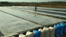 Swasembada 3,5 Juta Ton, Kemenko Maritim Sebut Kebutuhan Garam Nasional 4,5 Juta Ton