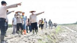 Petani Serdangbedagai Tanam Padi di Lahan Kompensasi Tol Seluas 20 Hektare