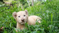 Kabar Gembira, Anak Singa Putih Lahir di Taman Safari Prigen Malang