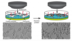 Engineer Genetika Berupaya Bikin Manusia Tembus Pandang Menjadi Nyata