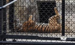 Bunuh 3 Orang, Harimau Ini ‘Dipenjara’ Seumur Hidup