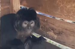 Viral Pembunuhan Sadis Lutung Jawa di Hutan Lindung Malang untuk Vitalitas