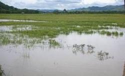 Banjir Bandang Terjang Puluhan Hektare Sawah Siap Panen, Petani Lubuklinggau Rugi