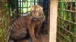 Bukan Macan Dahan Ternyata Harimau Sumatera yang Terkam Ternak Warga Lubuk Alung