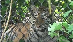 Dipancing Kambing, Harimau Sumatera Masuk Perangkap di Aceh Selatan