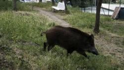 Buruh Pabrik di Malaysia Tewas Diseruduk Babi Hutan