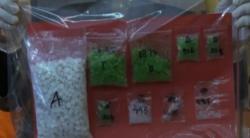 Pengedar Narkoba di Mojokerto Dibekuk, 70 Gram Sabu Warna Hijau Disita Polisi