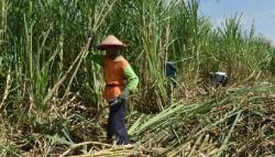 Jalankan Transformasi, PTPN III Akan Dipisahkan Menjadi Tiga Bagian