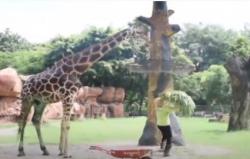 Video Persiapan Pembukaan Tempat Wisata di Surabaya