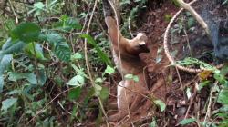 Kucing Emas Langka Terjerat Perangkat Babi di Agam
