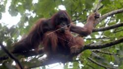 5 Hewan Sangat Langka yang Ada di Dunia, Ada yang Diperkirakan Hanya Tersisa 10 Ekor Saja