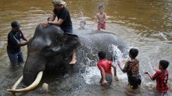 Serunya Memandikan Gajah Jinak di Kawasan Konservasi Aceh