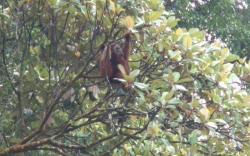 Orangutan Terlihat di Kawasan Hutan Danau Lau Kawar, Ini Penjelasan BBKSDA Sumut