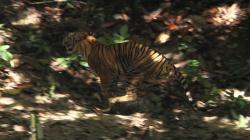 Harimau Sumatera Terlihat di Kawasan Gunung Sibayak Karo