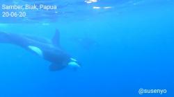 Viral, Gerombolan Paus Orca Muncul di Perairan Biak saat Warga Berenang di Laut