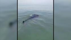 Video Puluhan Hiu Tutul Muncul di Perairan Laut Utara Jawa