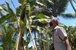 Unik, Pohon Pisang di Kulonprogo Miliki Tiga Tandan 