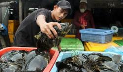 KKP Genjot Ekspor Ikan Kerapu selama Pandemi Covid-19