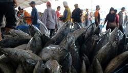 Ratusan Ikan Kakap Putih dari Ambon Diterbangkan ke Jakarta untuk Pasien Covid-19