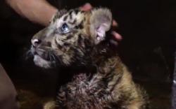 Bayi Harimau Benggala Lahir di Kebun Binatang Serulingmas Banjarnegara