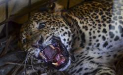 Video Populasi Macan Tutul Kian Terancam Konflik dengan Warga di Ciamis