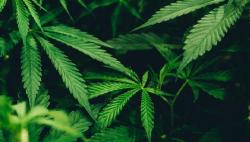 Indonesia Tolak Rekomendasi WHO terkait Legalisasi Ganja<