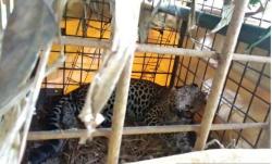 Sering Mangsa Ternak, Macan Tutul di Ciamis Ditangkap Warga