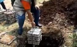 Video 300 Kg Telur Bantuan Sosial Pemprov Jabar Busuk Dimusnahkan di Depok