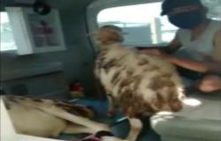 Video Viral Mobil Ambulans Desa di Lumajang Angkut Kambing, Kades Diperiksa