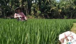 Hadapi Kemarau, Kementan Siapkan Benih Tahan Kekeringan