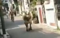 Video Sapi Ngamuk Masuk ke Pemukiman Warga di Pasar Minggu