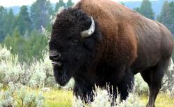 Langgar Aturan, Nenek 72 Tahun Diseruduk Bison di Taman Nasional Yellowstone