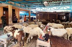 Catat! Hewan Kurban yang Sakit Juga Harus Dikarantina