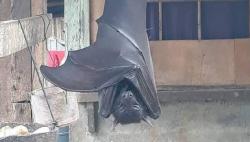  Viral! Kelelawar Seukuran Manusia Ada di Filipina