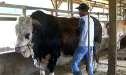 Pemkot Padang: Berikan Kelebihan Daging Kurban ke Warga yang Membutuhkan<