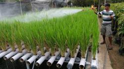 Begini Cara Menanam Padi Metode Hidroganik, Panen Empat Kali Setahun