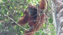 BBKSDA Sumut Lepasliarkan Orangutan Sumatera ke Taman Nasional Gunung Leuser 