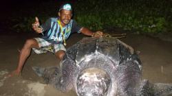 Wow, 5 Penyu Raksasa Bertelur di Pantai Raja Ampat