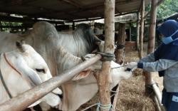 Jokowi Beli Sapi Simmental di Bantul untuk Hewan Kurban