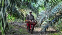 Permintaan Produk Sawit Dunia Mulai Naik