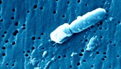 Kazakhstan: Pernyataan China soal Wabah Pneumonia Itu Berita Palsu