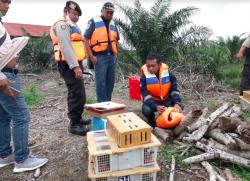BKSDA Kalteng Gagalkan Penyelundupan Ratusan Burung Dilindungi
