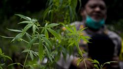 Polres Cimahi Temukan 1 Hektare Ladang Ganja di Bandung, Sekali Panen 40 Kg